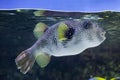 White-spotted puffer Arothron hispidus.