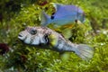 White-spotted puffer Arothron hispidus