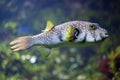 White-spotted puffer Arothron hispidus Royalty Free Stock Photo