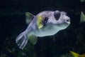 White-spotted puffer Arothron hispidus.