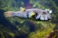 White-spotted puffer Arothron hispidus Royalty Free Stock Photo