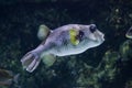 White-spotted puffer Arothron hispidus.