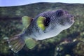 White-spotted puffer Arothron hispidus.