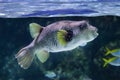 White-spotted puffer Arothron hispidus.