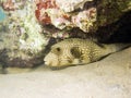 White spotted Puffer Fish Royalty Free Stock Photo