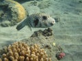 White-spotted puffer fish (arothron hispidus)