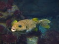 White spotted puffer fish