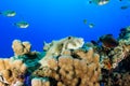 White Spotted Puffer fish on a hard coral Royalty Free Stock Photo