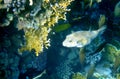 White spotted puffer fish over dark coral Royalty Free Stock Photo