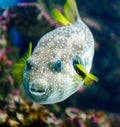 White-spotted puffer