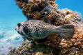 White-spotted puffer Underwater Arothron hispidus