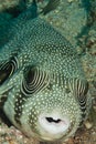 White spotted pufferfish Royalty Free Stock Photo