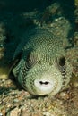 White spotted pufferfish Royalty Free Stock Photo