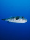 White spotted pufferfish Royalty Free Stock Photo