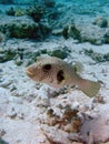 White spotted pufferfish