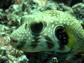 White spotted pufferfish Royalty Free Stock Photo