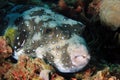White-spotted Pufferfish Royalty Free Stock Photo