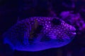 White-Spotted Pufferfish in Cairns, Australia Royalty Free Stock Photo