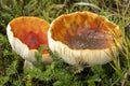 White spotted red gnome mushrooms