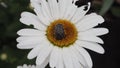White spotted rose beetle on chamomile-like flower