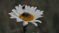 White spotted rose beetle on chamomile-like flower 1