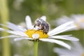 White spotted rose beetle - Oxythyrea Funesta - with marguerite