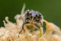 A White Spotted Rose Beetle sitting on a flower