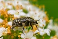 A White Spotted Rose Beetle sitting on a flower