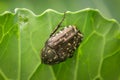 A White Spotted Rose Beetle sitting on a leaf