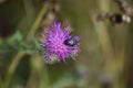 White spotted Rose beetle