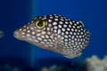 White Spotted Sharpnose Puffer
