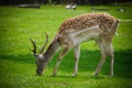 The white spotted deer in a zoo