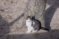 A white spotted street cat sits on a fence. White cat is on the fence. White-gray cat on the street Royalty Free Stock Photo