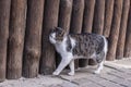 A white spotted street cat sits on a fence. White cat is on the fence. White-gray cat on the street Royalty Free Stock Photo