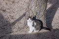 A white spotted street cat sits on a fence. White cat is on the fence. White-gray cat on the street Royalty Free Stock Photo