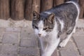 A white spotted street cat sits on a fence. White cat is on the fence. White-gray cat on the street Royalty Free Stock Photo