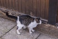 A white spotted street cat sits on a fence. White cat is on the fence. White-gray cat on the street Royalty Free Stock Photo