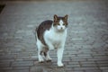 A white spotted street cat sits on a fence. Cat, walk, street, spring. Spring in cats. sunny day Royalty Free Stock Photo