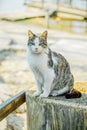 A white spotted street cat sits on a fence. Cat, walk, street, spring. Spring in cats. sunny day Royalty Free Stock Photo