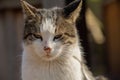 A white spotted street cat sits on a fence.Cat, walk, street, spring. Spring in cats. sunny dayWhite cat is on the fence Royalty Free Stock Photo