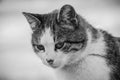 A white spotted street cat sits on a fence.Cat, walk, street, spring. Spring in cats. sunny dayWhite cat is on the fence Royalty Free Stock Photo