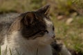 A white spotted street cat sits on a fence. Cat, walk, street, spring. Spring in cats Royalty Free Stock Photo