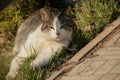 A white spotted street cat sits on a fence. Cat, walk, street, spring. Spring in cats Royalty Free Stock Photo