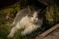 A white spotted street cat sits on a fence. Cat, walk, street, spring. Spring in cats Royalty Free Stock Photo