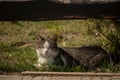 A white spotted street cat sits on a fence.Cat, walk, street, spring. Spring in cats. sunny dayWhite cat is on the fence Royalty Free Stock Photo