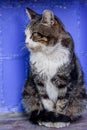 A white spotted street cat. Cat, walk, street. White-gray cat Royalty Free Stock Photo