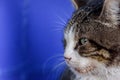 A white spotted street cat. Cat, walk, street. White-gray cat Royalty Free Stock Photo