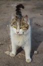 A white spotted street cat Royalty Free Stock Photo