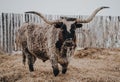 White spotted Texas Longhorn standing on dry grass during snowfall. Royalty Free Stock Photo