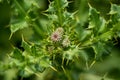 The white-spotted Thistle or Creeping Thistle or Cirsium arvense Royalty Free Stock Photo